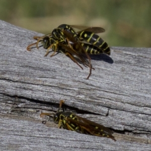 Polistes (Polistes) chinensis at Fyshwick, ACT - 4 Apr 2018