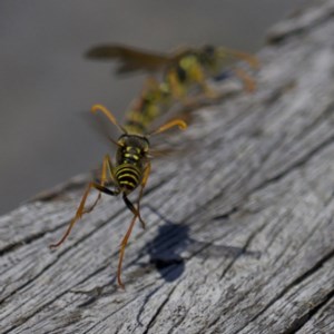 Polistes (Polistes) chinensis at Fyshwick, ACT - 4 Apr 2018