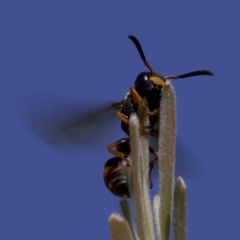 Eumeninae (subfamily) (Unidentified Potter wasp) at Jerrabomberra Wetlands - 4 Apr 2018 by jbromilow50