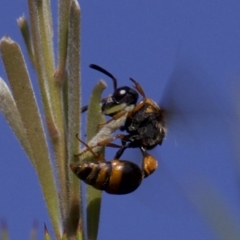 Eumeninae (subfamily) at Fyshwick, ACT - 4 Apr 2018