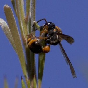 Eumeninae (subfamily) at Fyshwick, ACT - 4 Apr 2018