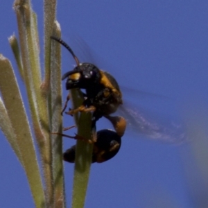 Eumeninae (subfamily) at Fyshwick, ACT - 4 Apr 2018