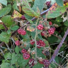 Rubus fruticosus species aggregate at Fyshwick, ACT - 5 Apr 2018