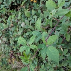 Rubus fruticosus species aggregate at Fyshwick, ACT - 5 Apr 2018 05:02 PM