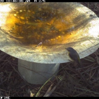 Eopsaltria australis (Eastern Yellow Robin) at Pambula, NSW - 28 Mar 2018 by pambulapublicschool