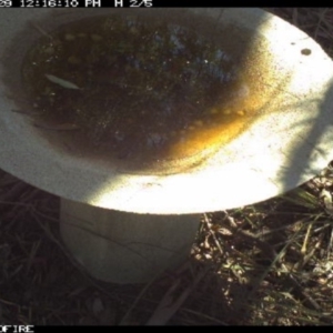 Anthochaera carunculata at Pambula Public School - 29 Mar 2018