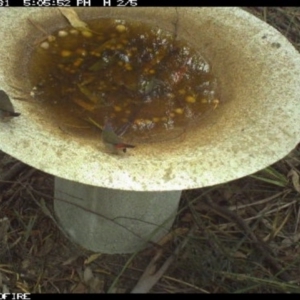 Neochmia temporalis at Pambula Public School - 31 Mar 2018