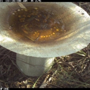 Rhipidura albiscapa at Pambula Public School - 1 Apr 2018 10:16 AM