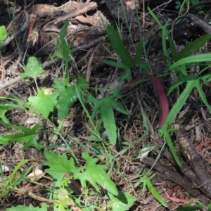 Convolvulus angustissimus subsp. angustissimus at Gundaroo, NSW - 16 Nov 2016