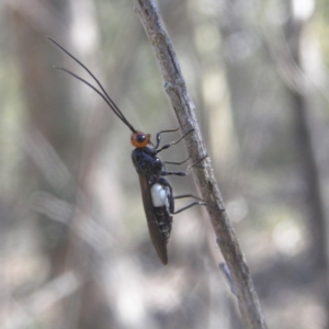 Callibracon capitator at Farrer Ridge - 5 Apr 2018 03:23 PM