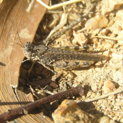Pycnostictus sp. (genus) (A bandwing grasshopper) at Farrer, ACT - 5 Apr 2018 by MatthewFrawley