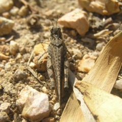 Pycnostictus sp. (genus) at Farrer, ACT - 5 Apr 2018 03:03 PM