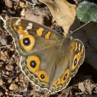 Junonia villida (Meadow Argus) at Ainslie, ACT - 4 Apr 2018 by jb2602