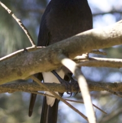 Strepera graculina (Pied Currawong) at Fyshwick, ACT - 4 Apr 2018 by jb2602