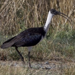 Threskiornis spinicollis (Straw-necked Ibis) at Fyshwick, ACT - 4 Apr 2018 by jb2602