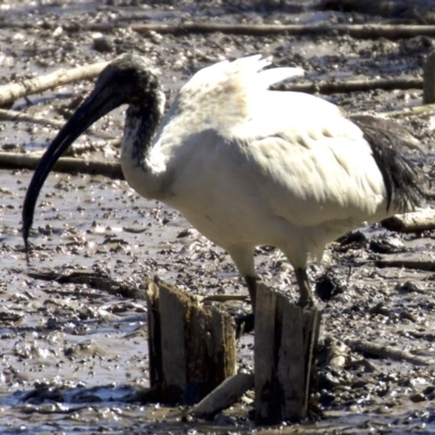 Threskiornis molucca (Australian White Ibis) at Fyshwick, ACT - 4 Apr 2018 by jb2602