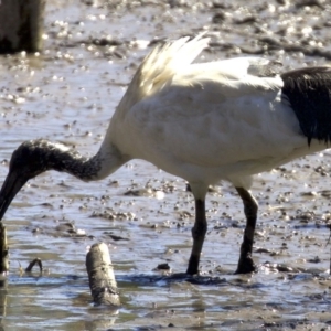 Threskiornis molucca at Fyshwick, ACT - 4 Apr 2018