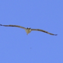 Threskiornis molucca at Fyshwick, ACT - 4 Apr 2018