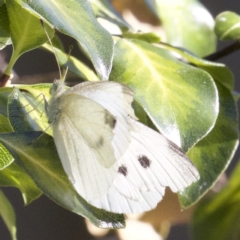 Pieris rapae (Cabbage White) at Ainslie, ACT - 3 Apr 2018 by jbromilow50