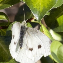 Pieris rapae at Ainslie, ACT - 3 Apr 2018 05:08 PM