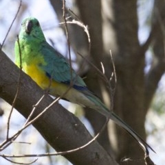 Psephotus haematonotus (Red-rumped Parrot) at Fyshwick, ACT - 4 Apr 2018 by jbromilow50