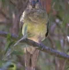 Psephotus haematonotus at Fyshwick, ACT - 4 Apr 2018