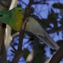 Psephotus haematonotus at Fyshwick, ACT - 4 Apr 2018