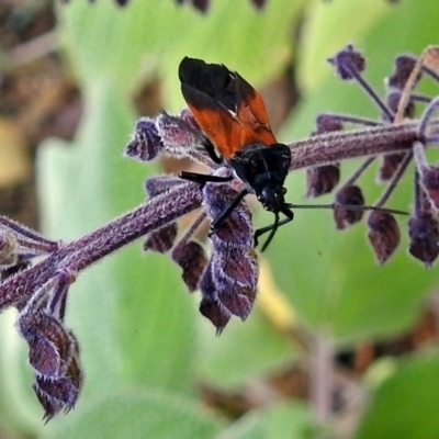 Oncopeltus (Oncopeltus) sordidus (Milk vine bug) at ANBG - 5 Apr 2018 by RodDeb