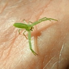 Cetratus rubropunctatus (Long green crab spider) at Acton, ACT - 5 Apr 2018 by RodDeb