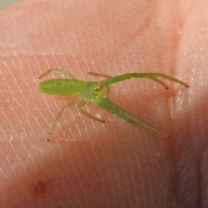 Cetratus rubropunctatus at Acton, ACT - 5 Apr 2018