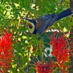 Acanthorhynchus tenuirostris (Eastern Spinebill) at Acton, ACT - 5 Apr 2018 by RodDeb