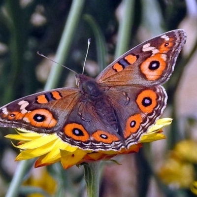 Junonia villida (Meadow Argus) at Acton, ACT - 5 Apr 2018 by RodDeb