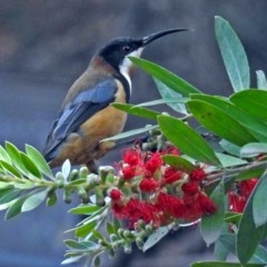 Acanthorhynchus tenuirostris (Eastern Spinebill) at Acton, ACT - 5 Apr 2018 by RodDeb