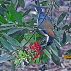 Acanthorhynchus tenuirostris at Acton, ACT - 5 Apr 2018