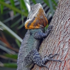 Intellagama lesueurii howittii (Gippsland Water Dragon) at Acton, ACT - 5 Apr 2018 by RodDeb