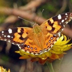 Vanessa kershawi (Australian Painted Lady) at Acton, ACT - 5 Apr 2018 by RodDeb