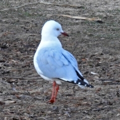 Chroicocephalus novaehollandiae (Silver Gull) at Lake Burley Griffin West - 5 Apr 2018 by RodDeb