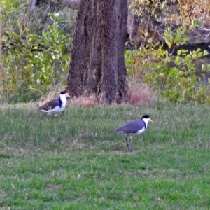 Vanellus miles at Acton, ACT - 5 Apr 2018 06:00 PM