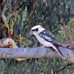 Dacelo novaeguineae (Laughing Kookaburra) at Acton, ACT - 5 Apr 2018 by RodDeb