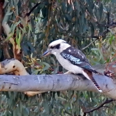 Dacelo novaeguineae (Laughing Kookaburra) at Acton, ACT - 5 Apr 2018 by RodDeb