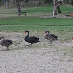 Cygnus atratus (Black Swan) at Lake Burley Griffin West - 5 Apr 2018 by RodDeb