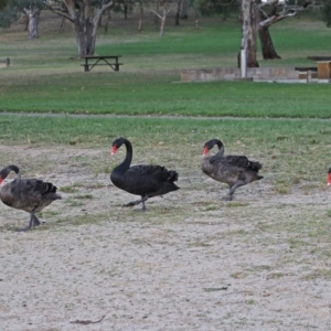 Cygnus atratus at Acton, ACT - 5 Apr 2018