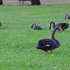 Cygnus atratus at Acton, ACT - 5 Apr 2018