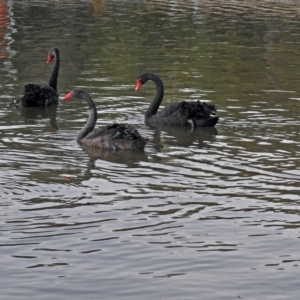 Cygnus atratus at Acton, ACT - 5 Apr 2018