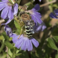 Bembix sp. (genus) at Acton, ACT - 5 Apr 2018 01:45 PM