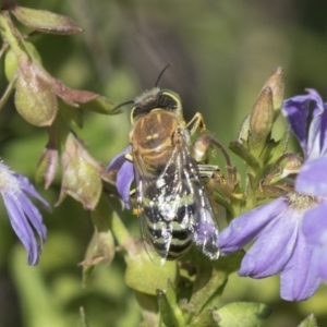 Bembix sp. (genus) at Acton, ACT - 5 Apr 2018