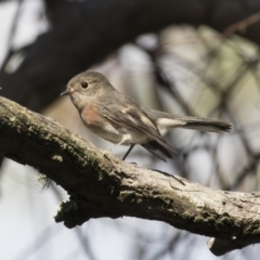 Petroica rosea (Rose Robin) at Acton, ACT - 5 Apr 2018 by Alison Milton