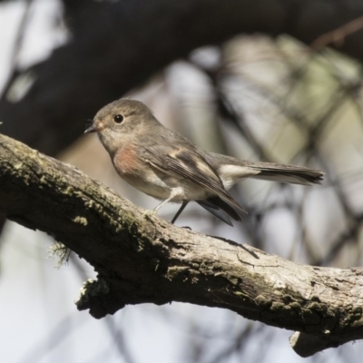 Petroica rosea (Rose Robin) at ANBG - 5 Apr 2018 by Alison Milton