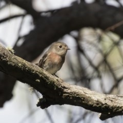 Petroica rosea at Acton, ACT - 5 Apr 2018