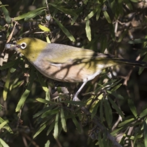 Zosterops lateralis at Acton, ACT - 5 Apr 2018